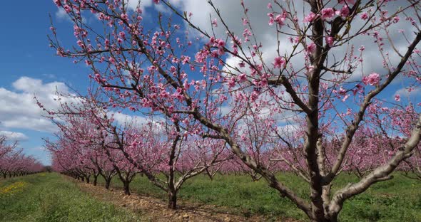 Peach trees blooming during the spring season, Provence, southern France alt