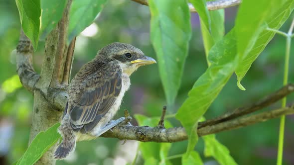Nestling Sitting on a Tree Branch in Green Forest. Muzzle of Bird or Chick alt