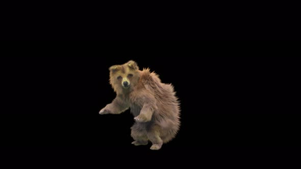 188 Bear Standing Jump 4K alt