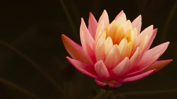 Time-lapse of lotus water lily flower opening in pond. Nymphaea aquatic plant blooming. 4K footage