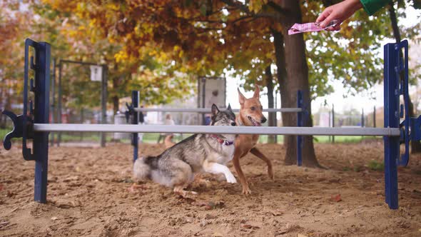 Dog Training. West Siberian Laika and Mixed Chart Jumping Over the Agility Hurdle alt