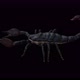 4K Scorpion Walk - VideoHive Item for Sale