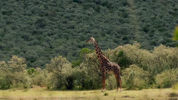 Giraffe in Africa Savanna alt