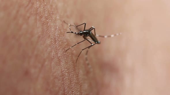 Aedes aegypti Mosquito. Close up a Mosquito sucking human blood,