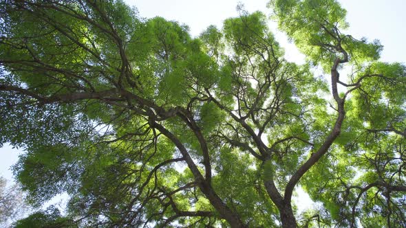 Crown of Tree Against the Background of the Sky Covered with Thin Cloudy Shroud alt