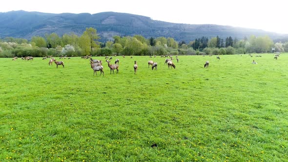 Wildlife Close Perspective Of Large Gang Of Elk In Grassy Foothills alt
