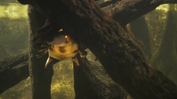 underwater close up of a platypus resting alt