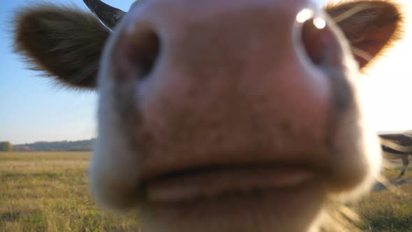 Curious Cow Looking Into Camera and Sniffing It. Cute Friendly Animal Grazing in Meadow Showing alt