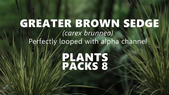 GREATER BROEWN SEDGE (carex brunnea) Looped Plants