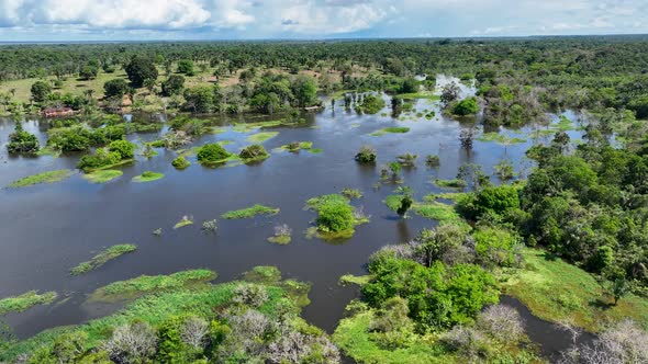Stunning landscape of Amazon Forest at Amazonas State Brazil. alt