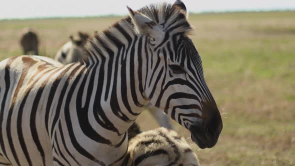 Close Up of Zebras Standing on Field Wild Horse with White and Black Stripes