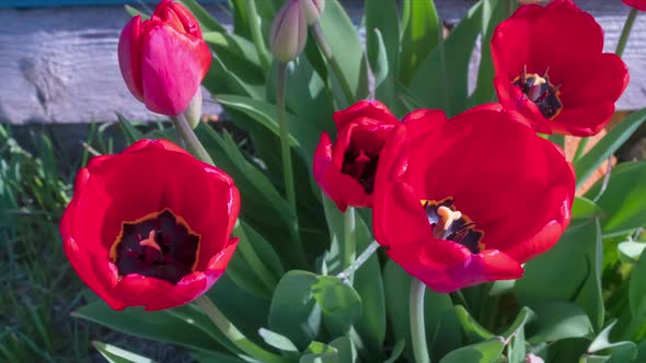 Time Lapse Tulips. Blooming Tulips in the Garden