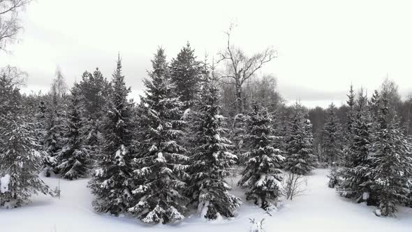 Fly between fir trees in winter forest alt