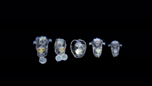 Rotifera Synchaeta sp. under a microscope, class Monogonta. alt