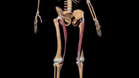 Sartorius Muscles On Skeleton alt