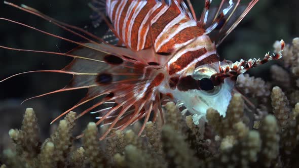 Close up of a spotfin lionfish on a coral reef at night alt