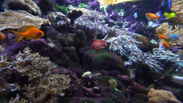 Fish And Coral