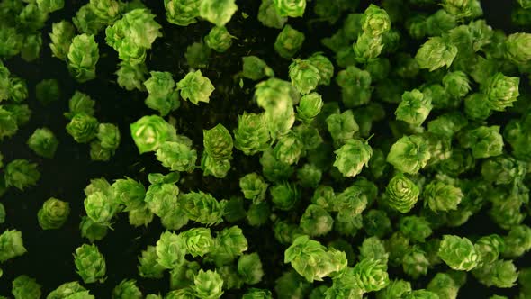 Super Slow Motion Shot of Fresh Green Hops Flying Towards Camera at 1000 Fps alt