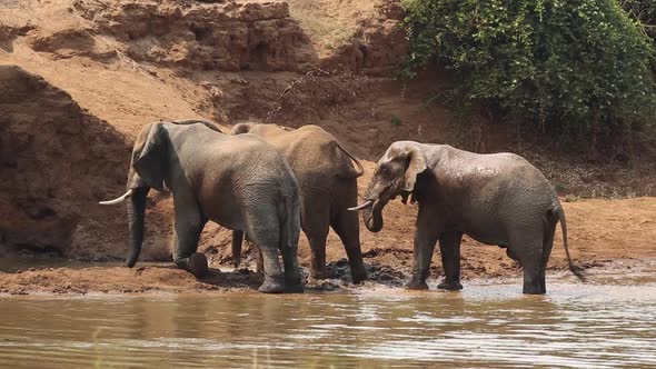 African Elephants Spraying Mud - Kruger National Park alt