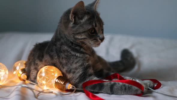 Cute Little Gray Tabby Kitten Plays with a Garland and a Red Satin Ribbon on the Bed