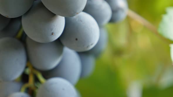 Grapes on vine close-up Moldova type slow tilting 4K 3840X2160 30fps UltraHD footage - Slow tilt on  alt
