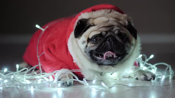 Funny Cute Pug Dog Lies in a Skein of Garland Dressed in Red Christmas Sweater alt