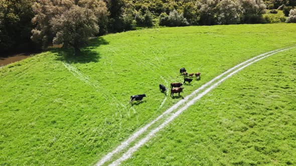 Aerial drone view of grazing cows in a valley in Moldova alt