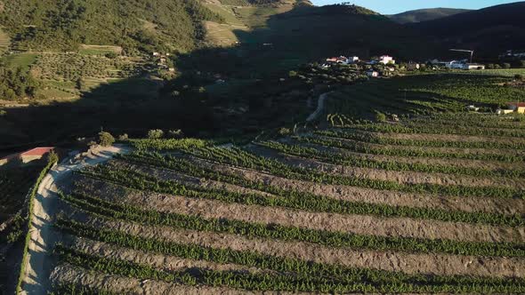 Flying along hillside terraces of vines in the morning light in the wine growing Douro Valley region alt