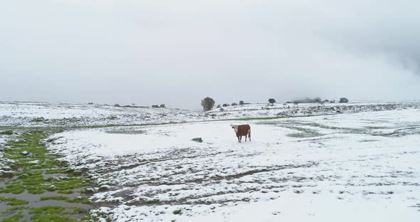 Aerial view of cattle in a field with snow, Sefat, Upper Galilee, Israel. alt