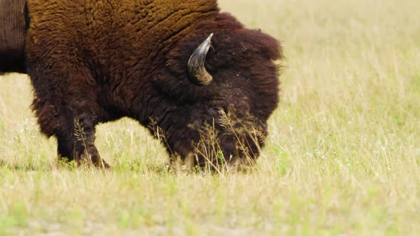 Wild Bison in the Meadow Portrait of American Bison Protection of Nature Concept alt