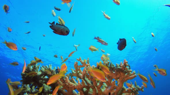 Fish Blue Sea Water alt