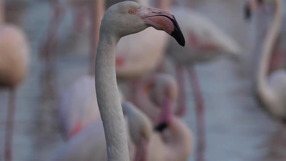Greater Flamingos, Phoenicopterus roseus,Pont De Gau,Camargue, France alt