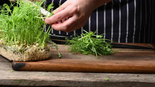 female hand cuts green pea sprouts with metal scissors, ingredient for salad alt