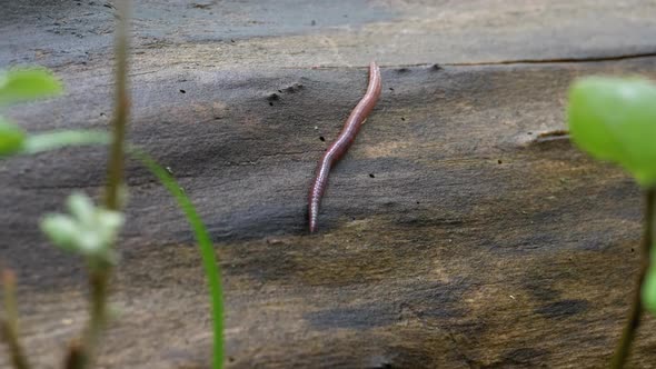 Earthworm in the Forest on a Tree Log. Long Worm Wriggles and Crawls. alt