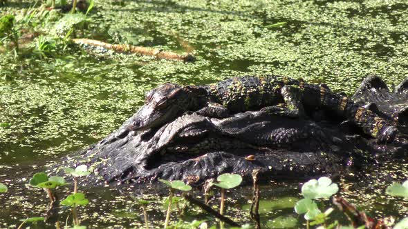 American Alligators , mother and baby
