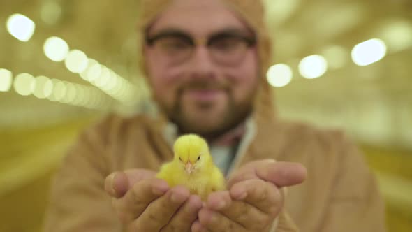 Happy Farmer with Smile on Face Shows Little Chicken in Hands at Camera alt