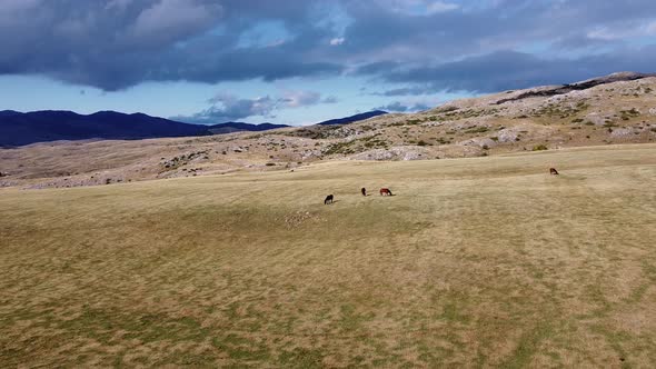 Aerial View of Mountain Pastures with Horses
