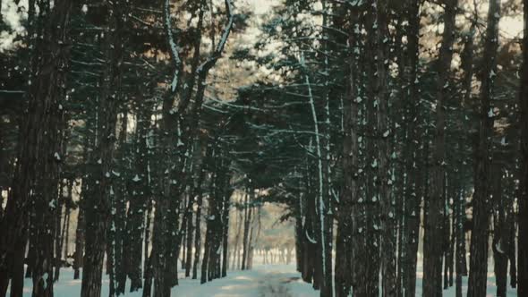 The Road in the Snowy Pine Forest Opposite the Sun's Rays
