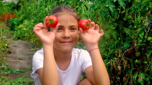 A Child Harvests Tomatoes in the Garden alt