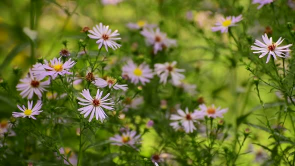 Lilac Astra Virginiana Blooms on a Flower Bed in the Garden