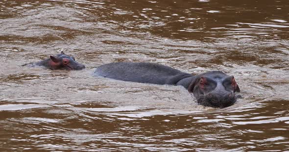 Hippopotamus, hippopotamus amphibius, Mother and Calf in River, Masai Mara park in Kenya alt