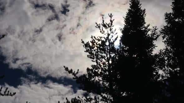 Silhouette Of Evergreen Trees With The Sun Coming Through A Cloudy Sky 2