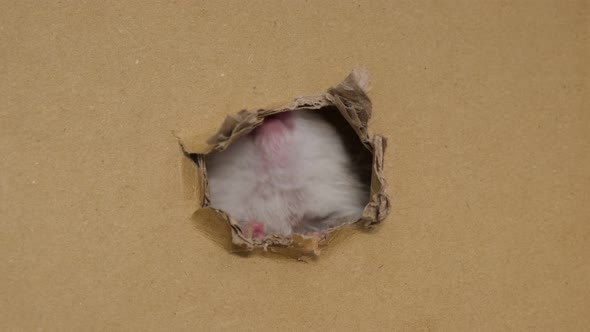 Cute Hamster Peeking Out Holes in a Cardboard Box