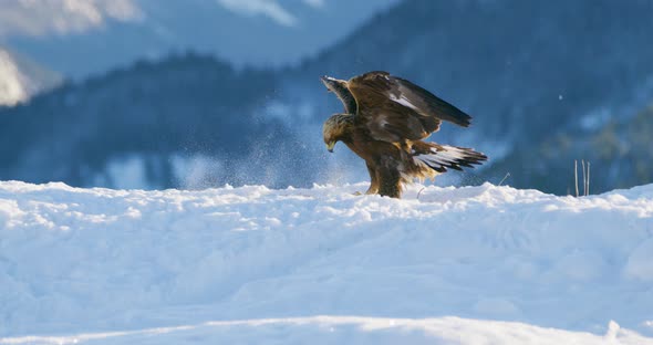 Golden Eagle Landing in the Snow at Mountain Peak at the Winter alt