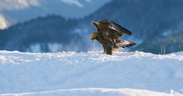 Golden Eagle Landing in the Snow at Mountain Peak at the Winter