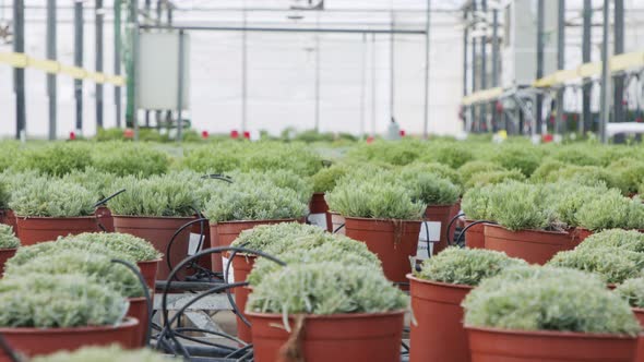 Large scale industrial greenhouse with rosemary plants in pots alt