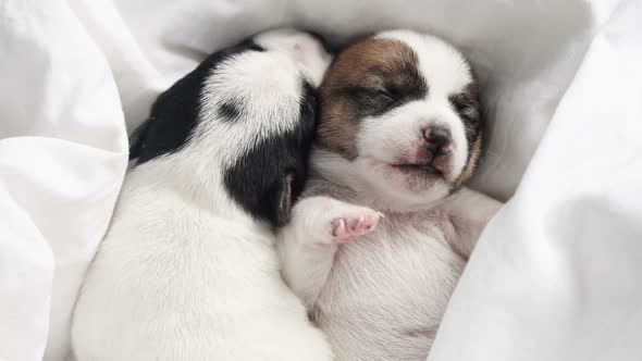 Newborn Puppy Sleeping on Knitted Plaid alt