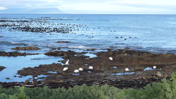 African sacred ibis on the rocks around Betty's Bay in South Africa alt