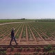 Farmer Walks Through the Fields 2 - VideoHive Item for Sale