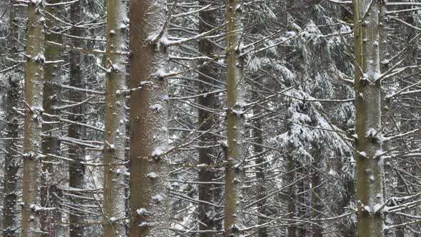 Spruce trees covered with fresh snow in the winter forest, in the snow falling